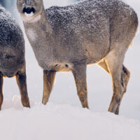 To rådyr i lett snøvær. , fotokunst veggbilde / plakat av Kjell Erik Moseid