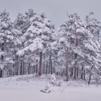 Furuskog hvor både bakken og trærne er dekket av snø, fotokunst veggbilde / plakat av Kjell Erik Moseid