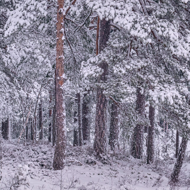 Furuskog hvor både bakken og trærne er dekket av snø, fotokunst veggbilde / plakat av Kjell Erik Moseid