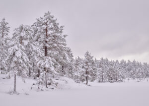 Blåtimen en kort vinterdag med is- snøtunge trær i fjellregionen., fotokunst veggbilde / plakat av Kjell Erik Moseid