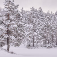Barskog dekket av et tynt snølag, fotokunst veggbilde / plakat av Kjell Erik Moseid