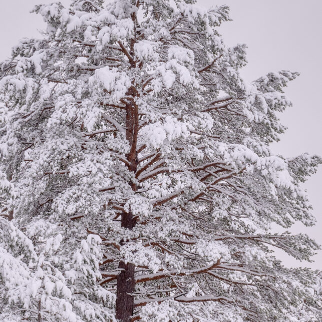Barskog dekket av et tynt snølag, fotokunst veggbilde / plakat av Kjell Erik Moseid