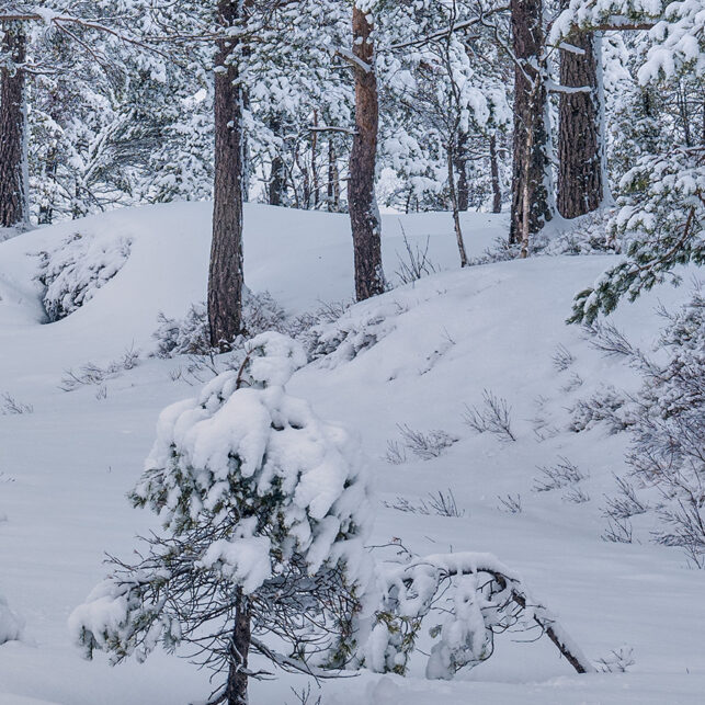 Furuskog med et tynt snølag i blåtimen, fotokunst veggbilde / plakat av Kjell Erik Moseid