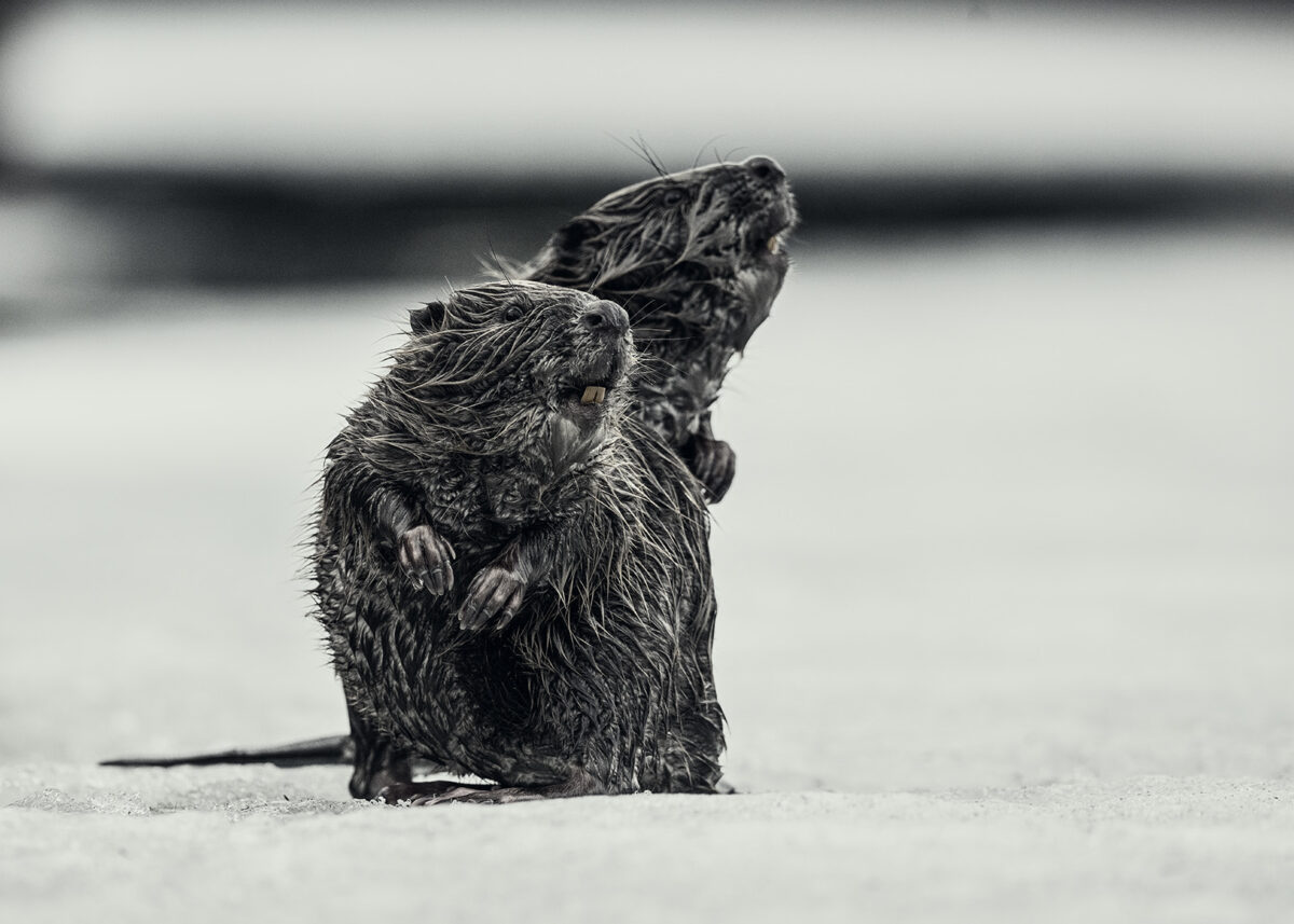 To bevere på isen, fotokunst veggbilde / plakat av Kjell Erik Moseid