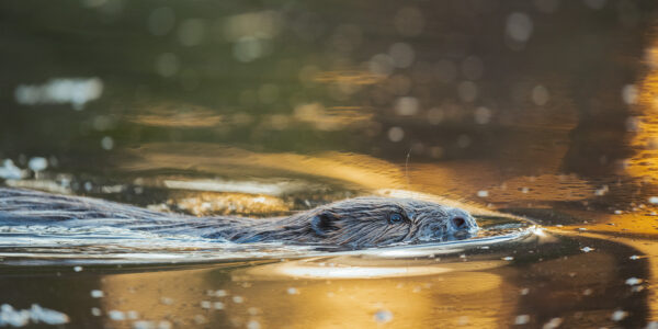 En bever svømmer mens kveldens siste solstreif speiler seg i vannet, fotokunst veggbilde / plakat av Kjell Erik Moseid
