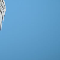 Ei spurveugle i toppen av ei unggran mot blå himmel, fotokunst veggbilde / plakat av Kjell Erik Moseid