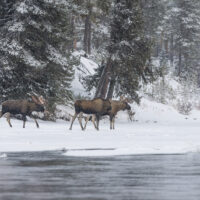 Tre elgokser på isen ved elvekanten, fotokunst veggbilde / plakat av Kjell Erik Moseid