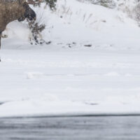 Tre elgokser på isen ved elvekanten, fotokunst veggbilde / plakat av Kjell Erik Moseid