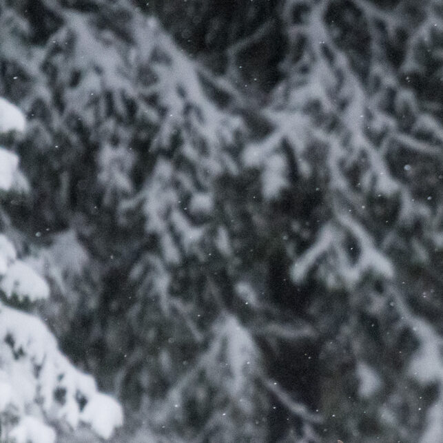 elgokse i snølandskap, fotokunst veggbilde / plakat av Kjell Erik Moseid