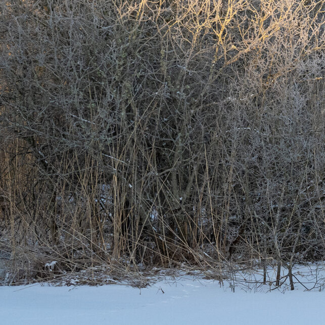 Rev og sørhare møtes på isen i en våtmark, fotokunst veggbilde / plakat av Kjell Erik Moseid