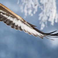 Kongeørn kommer flyvende i miljø med rimfrost, fotokunst veggbilde / plakat av Kjell Erik Moseid