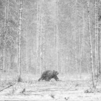 Bjørn i snødrev, fotokunst veggbilde / plakat av Kjell Erik Reinhardtsen