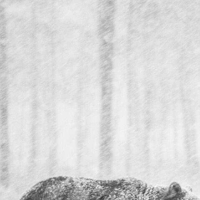 Bjørn i snødrev II, fotokunst veggbilde / plakat av Kjell Erik Reinhardtsen