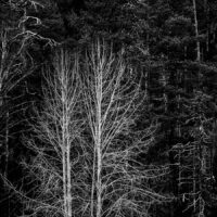Hvite trær, fotokunst veggbilde / plakat av Kjell Erik Reinhardtsen