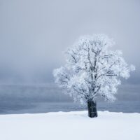 Frossent tre i vinterlandskap, fotokunst veggbilde / plakat av Kristoffer Vangen