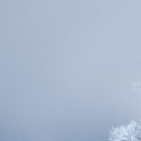 Frossent tre i vinterlandskap, fotokunst veggbilde / plakat av Kristoffer Vangen