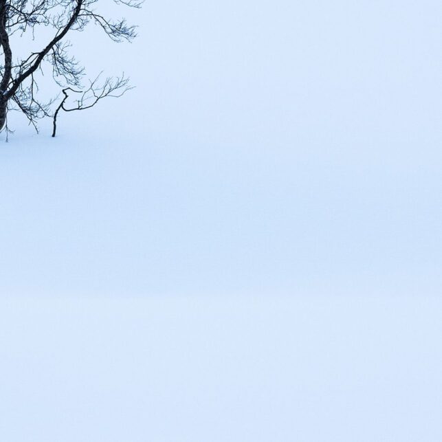 Trær i snødekt landskap, fotokunst veggbilde / plakat av Kristoffer Vangen