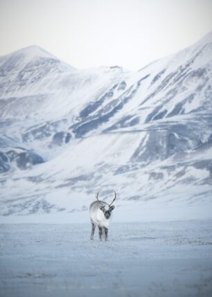 Rein i vinterlandskap på Svalbard, fotokunst veggbilde / plakat av Kristoffer Vangen