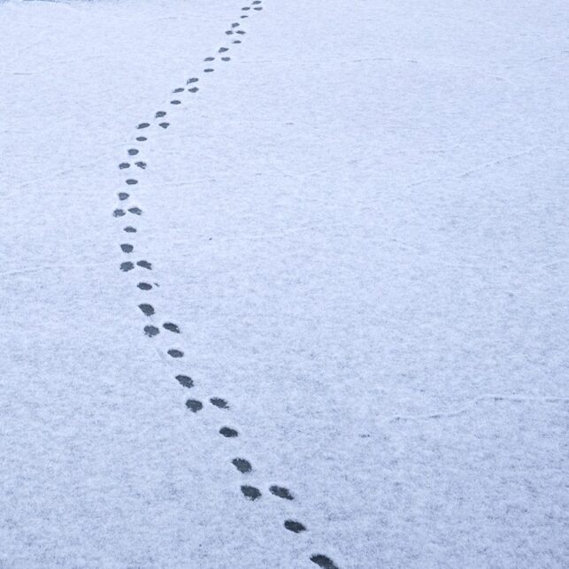 Spor i sne i øde landskap, fotokunst veggbilde / plakat av Kristoffer Vangen