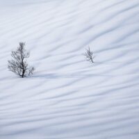 Ensomme trær i snø med mønster, fotokunst veggbilde / plakat av Kristoffer Vangen