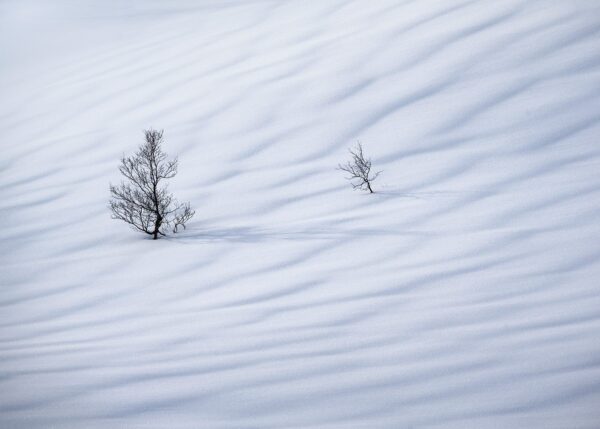 Ensomme trær i snø med mønster, fotokunst veggbilde / plakat av Kristoffer Vangen