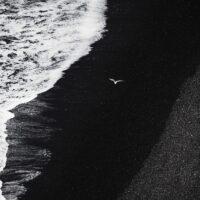 Fugl som flyr over svart strand, sett fra luften, fotokunst veggbilde / plakat av Kristoffer Vangen