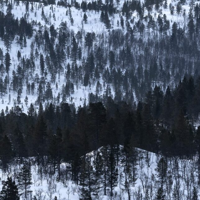 Dal full av trær med fjell i bakgrunnen, fotokunst veggbilde / plakat av Kristoffer Vangen