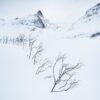 Snødekt landskap med fjell og trær, fotokunst veggbilde / plakat av Kristoffer Vangen