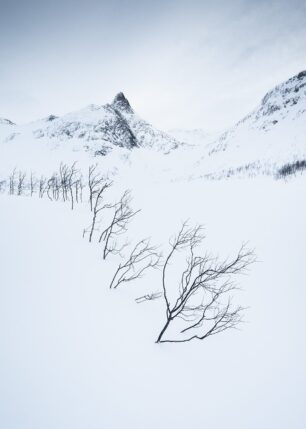 Snødekt landskap med fjell og trær, fotokunst veggbilde / plakat av Kristoffer Vangen