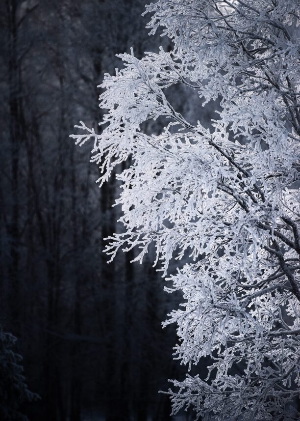 Frossent tre i kaldt klima, fotokunst veggbilde / plakat av Kristoffer Vangen
