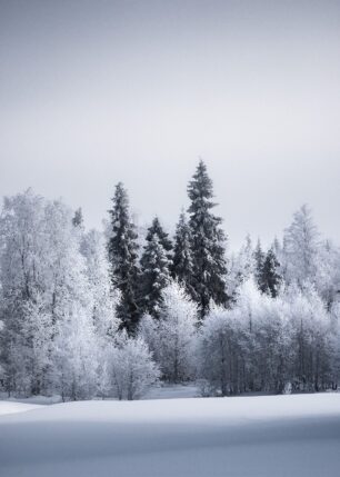 Kald skog på vinteren i Finland, fotokunst veggbilde / plakat av Kristoffer Vangen