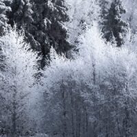 Kald skog på vinteren i Finland, fotokunst veggbilde / plakat av Kristoffer Vangen