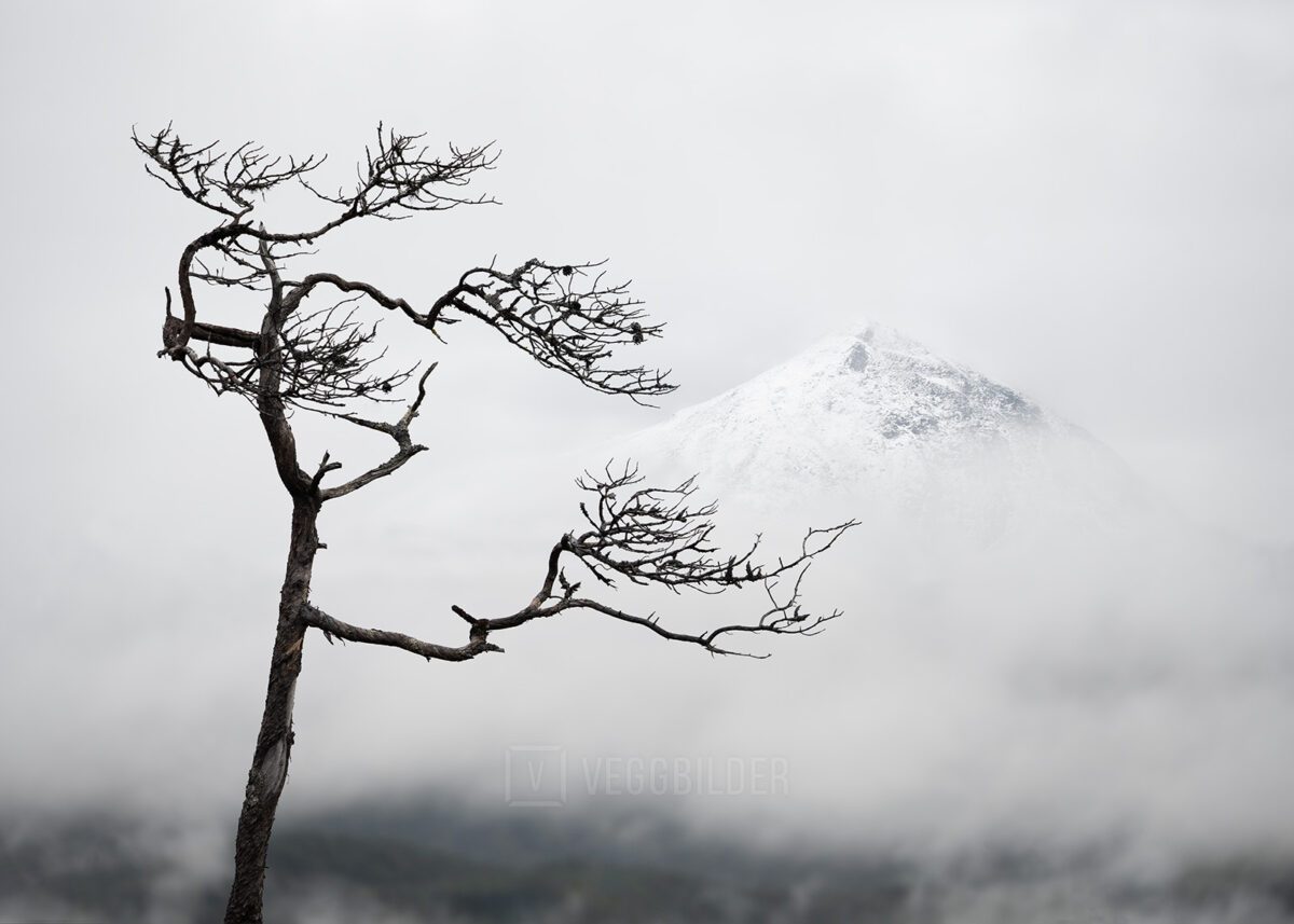 Tre og snødekt fjell, fotokunst veggbilde / plakat av Kristoffer Vangen