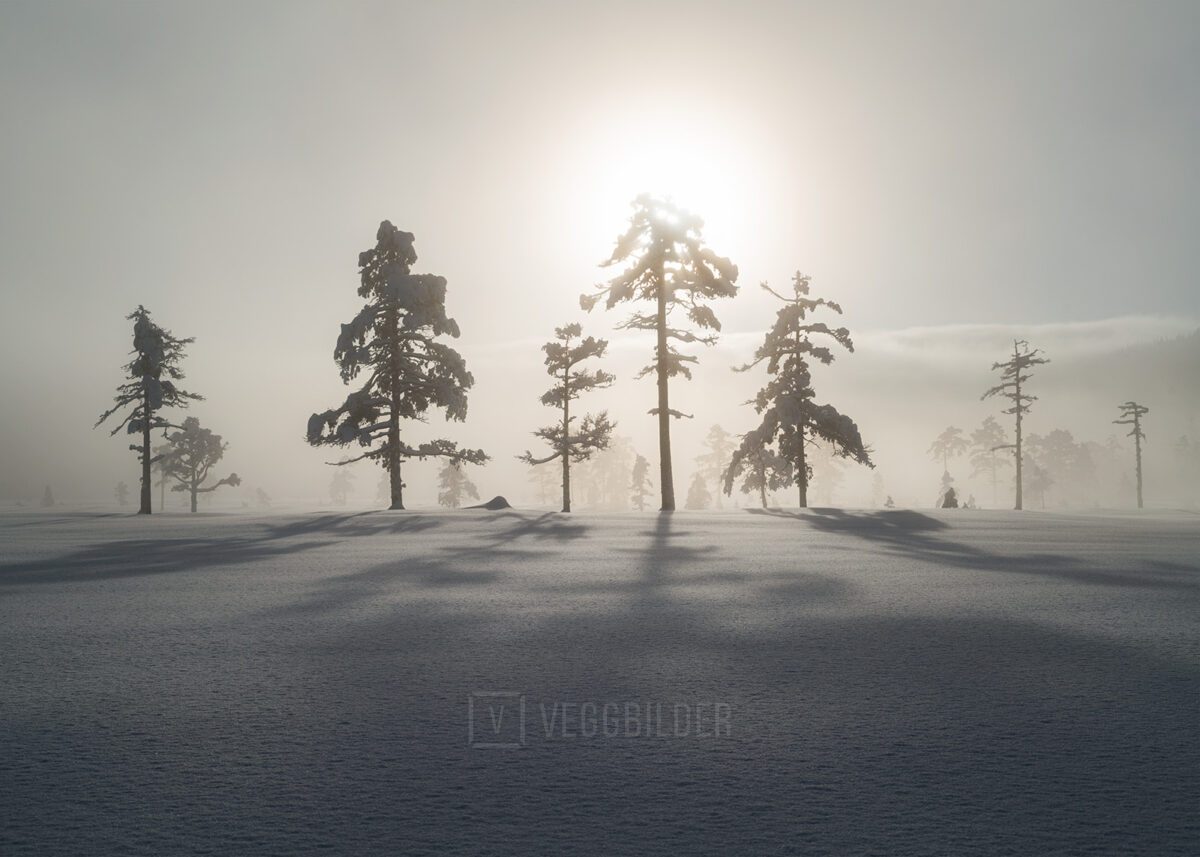 Snødekte trær i dramatisk lys, fotokunst veggbilde / plakat av Klaus Axelsen