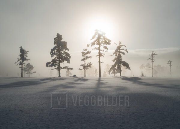 Snødekte trær i dramatisk lys, fotokunst veggbilde / plakat av Klaus Axelsen