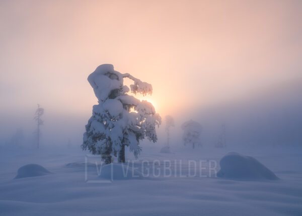 Snødekte trær i tåke og solnedgang, fotokunst veggbilde / plakat av Klaus Axelsen