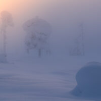 Snødekte trær i tåke og solnedgang, fotokunst veggbilde / plakat av Klaus Axelsen