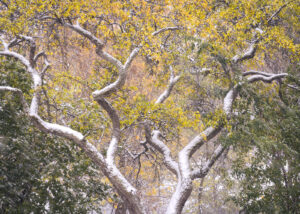 En storbukk i full brunst kommer mot kamera i høstens første snøfall, fotokunst veggbilde / plakat av Kjell Erik Moseid
