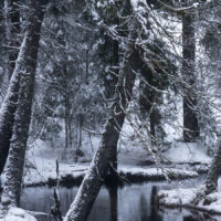 Snødekte trær og elv, fotokunst veggbilde / plakat av Klaus Axelsen