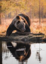 Brunbjørnen speiler seg i vannet, fotokunst veggbilde / plakat av Lina Kayser