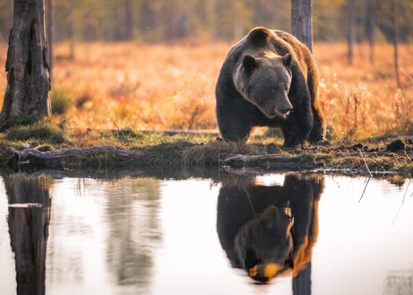 Brunbjørnen speiler seg i vannet, fotokunst veggbilde / plakat av Lina Kayser