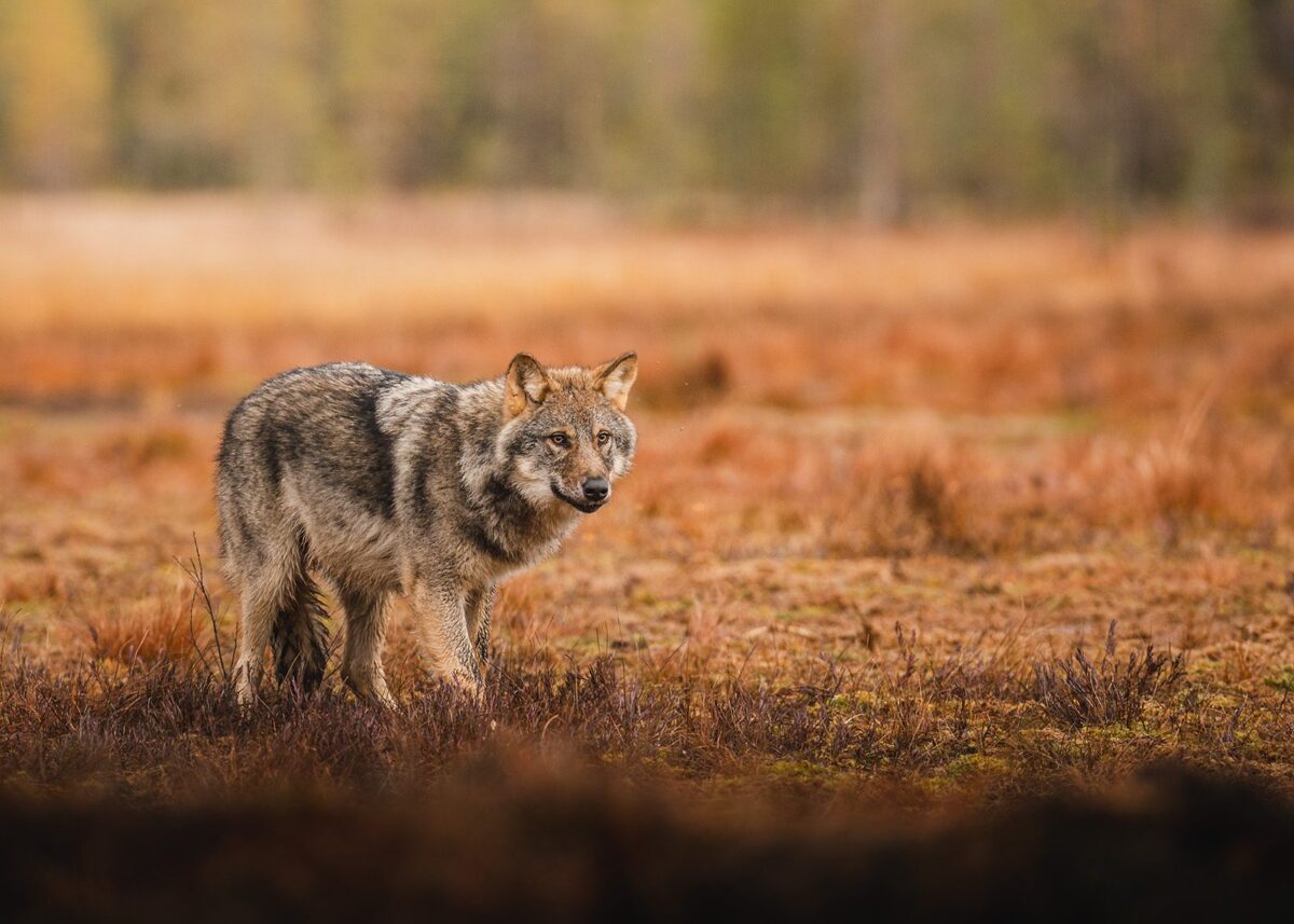 Ung ulv i Finland , fotokunst veggbilde / plakat av Lina Kayser