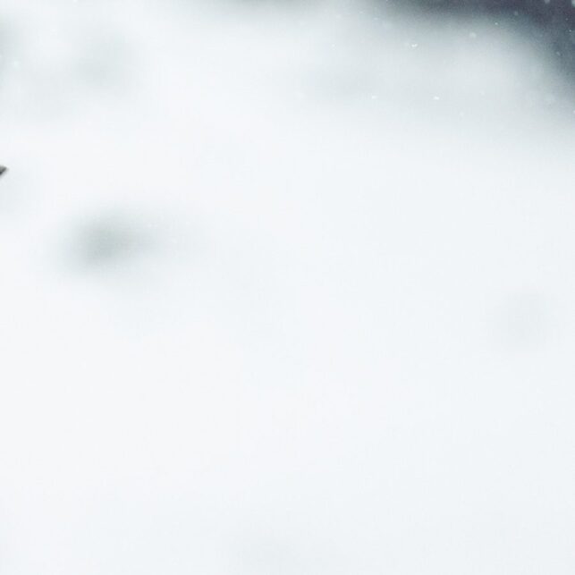 Haukugle i snøvær, fotokunst veggbilde / plakat av Lina Kayser