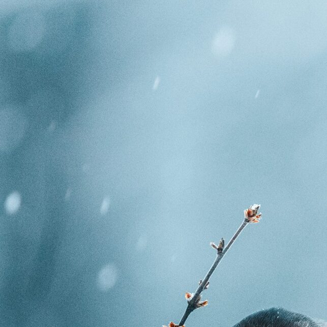 Lavskrika i snø, fotokunst veggbilde / plakat av Lina Kayser