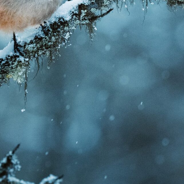 Lavskrike i snø, fotokunst veggbilde / plakat av Lina Kayser