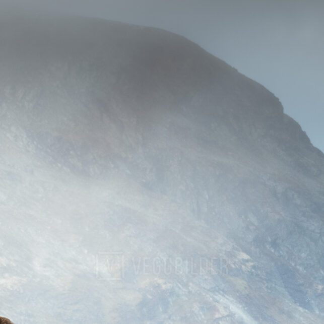 Moskus på vandring i Dovrefjell, fotokunst veggbilde / plakat av Lina Kayser