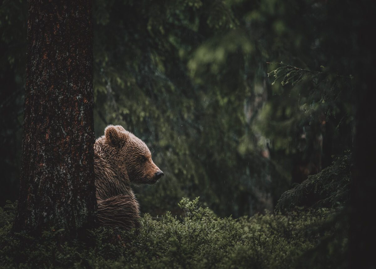 Brunbjørn i skogen, fotokunst veggbilde / plakat av Lina Kayser