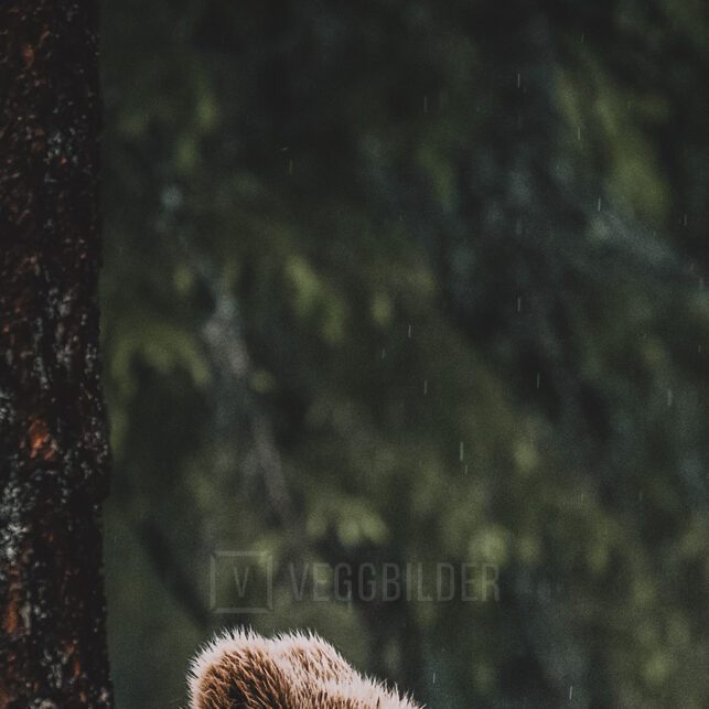 Brunbjørn i skogen, fotokunst veggbilde / plakat av Lina Kayser
