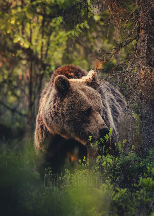 Bjørn i skogen, fotokunst veggbilde / plakat av Lina Kayser