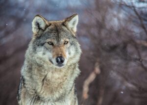 Ung ulv i Finland , fotokunst veggbilde / plakat av Lina Kayser